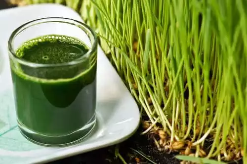 Why Choose Between Spirulina and Wheatgrass?