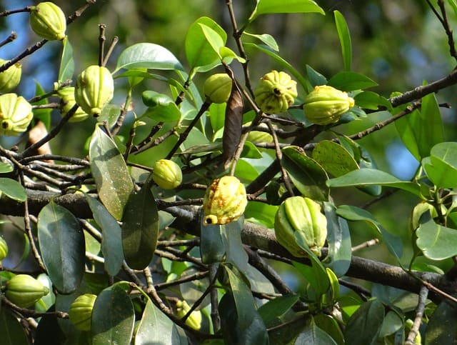 Garcinia Cambogia for Weight Loss: Does it Work?