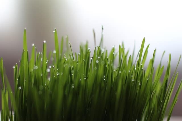 top 12 benefits of wheatgrass