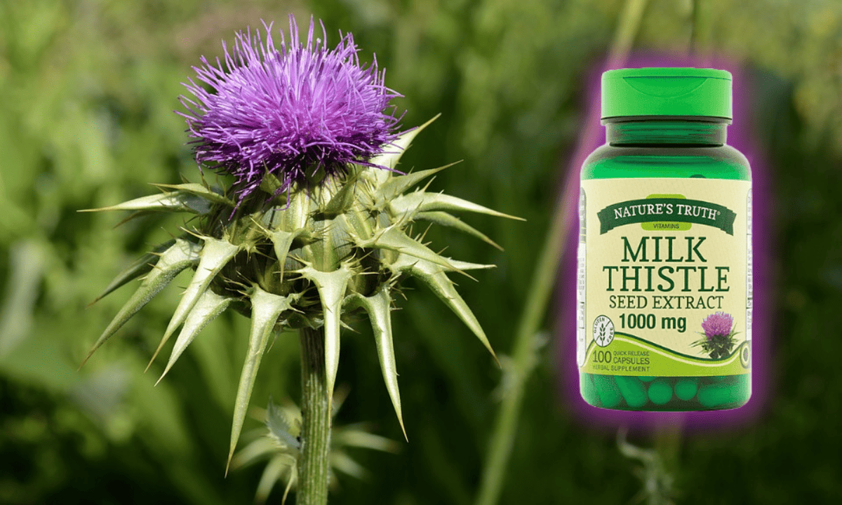 Best Time To Take Milk Thistle Supplement 7 Best Quality Milk Thistle Supplements You Have to Try