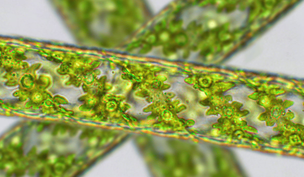 Best Drug-Free GERD Supplements For Daily Use